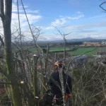 Climber in dense lime tree crown