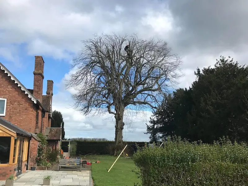 Lime tree reduction
