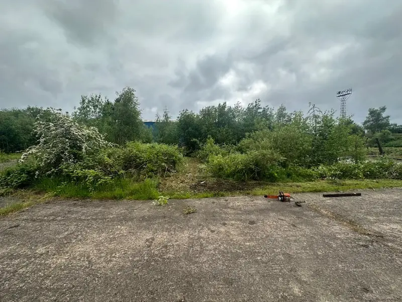 Overgrown industrial area