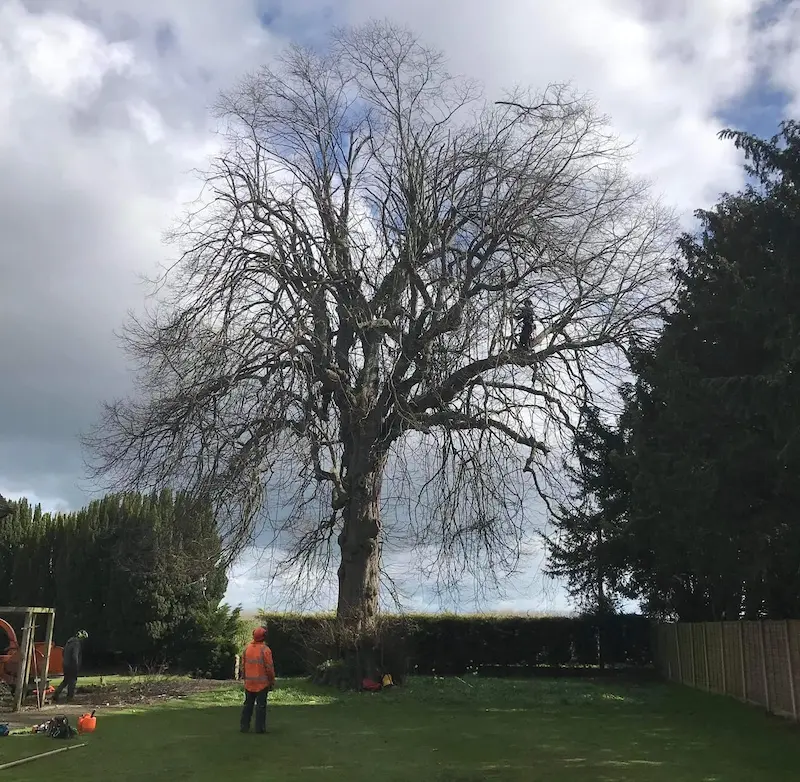 Reduction of large lime tree in rear garden