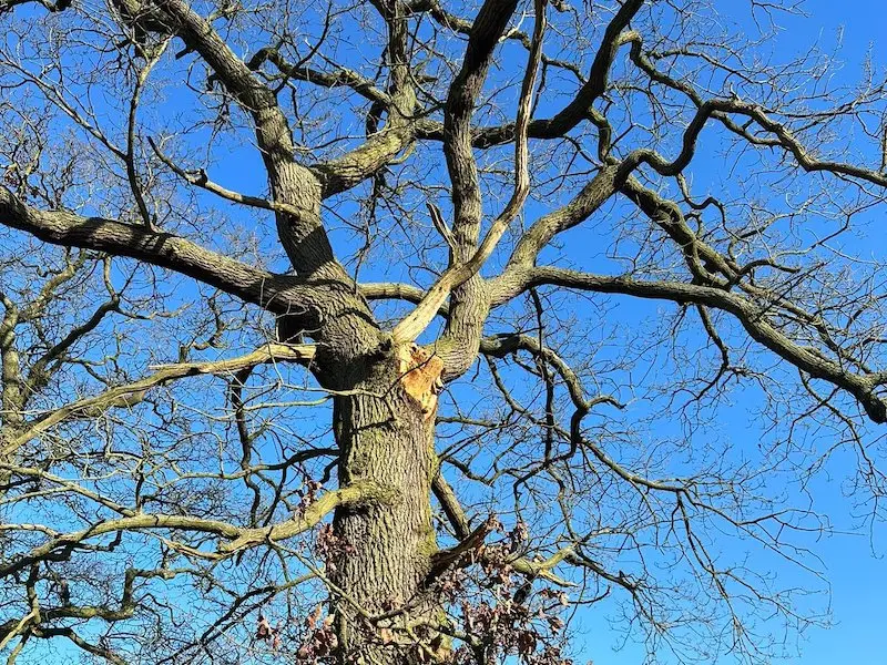 Emergency tree contractors