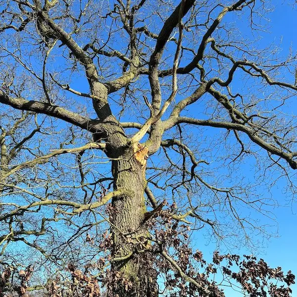 Emergency tree services in telford and shropshire