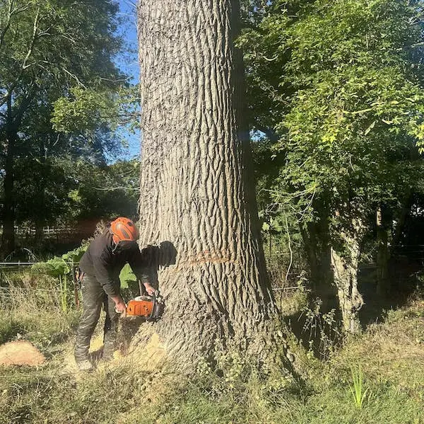 Tree removal and felling services in telford and throughout shropshire
