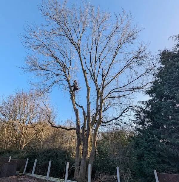Tree surgery services in telford and throughout shropshire